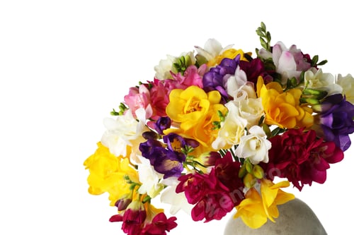Preview: Beautiful bouquet of colorful freesia flowers in vase isolated on white