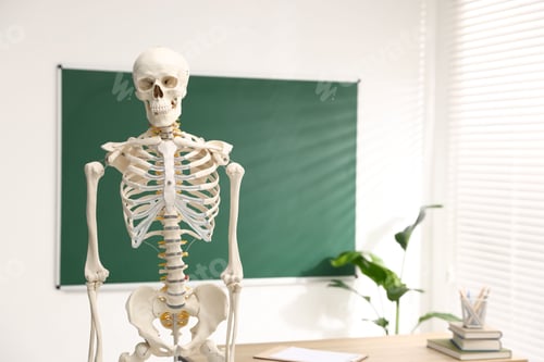 Preview: Human skeleton model in classroom, closeup. Space for text