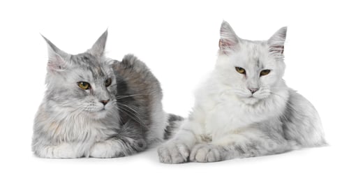 Preview: Adorable pet. Cute Maine Coon cats on white background