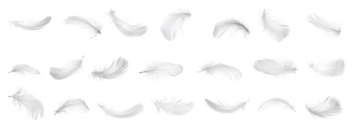 Preview: Collection of bird feathers isolated on white