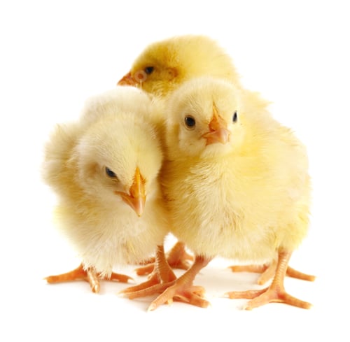 Preview: Cute yellow chicks on white background. Baby animals