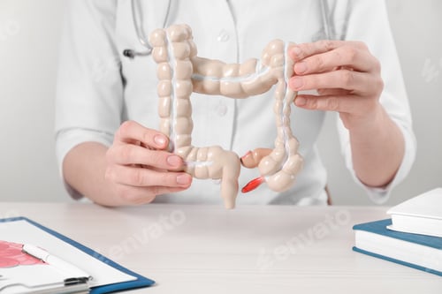 Preview: Doctor with model of large intestine at wooden table, closeup