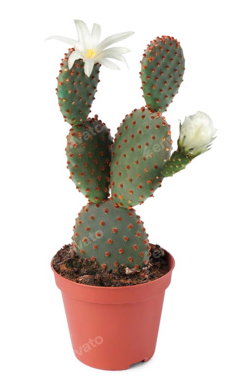 Preview: Cactus with blooming flowers isolated on white