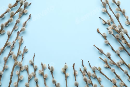 Preview: Pussy willow branches with catkins on light blue background, top view. Space for text
