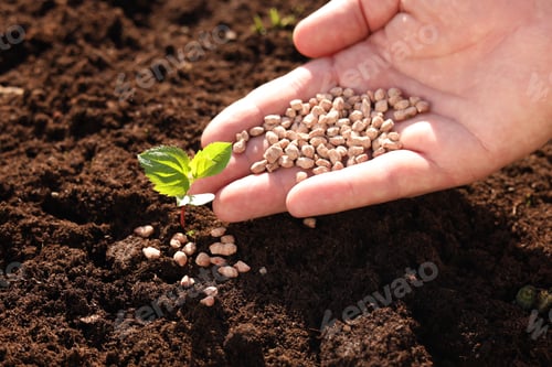 Preview: Man fertilizing soil with growing sprout, closeup