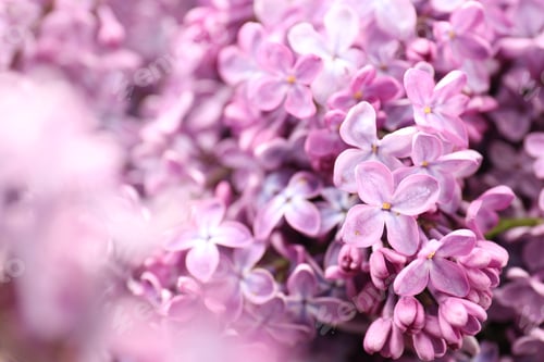 Preview: Many fresh lilac flowers as background, closeup