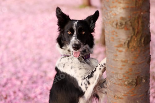 Preview: Cute Border Collie dog near tree in park, space for text