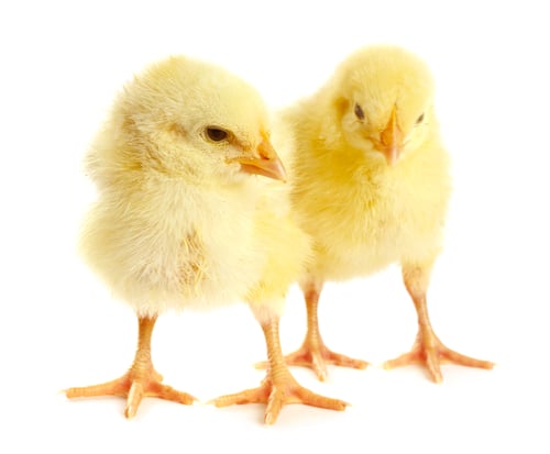 Preview: Cute yellow chicks on white background. Baby animals