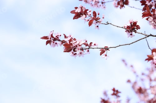 Preview: Branches of cherry plum tree with beautiful blossoms against sky, closeup. Space for text