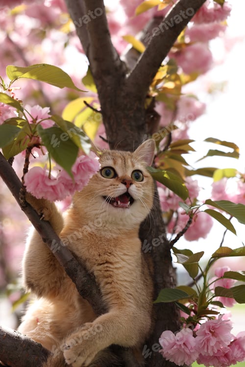 Preview: Cute cat on blossoming spring tree outdoors