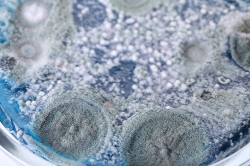 Preview: Biochemistry. Petri dish with samples as background, closeup