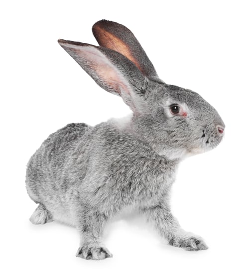 Preview: Cute fluffy Easter bunny isolated on white