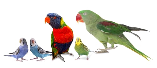 Preview: Different parrots on white background. Feathered pet