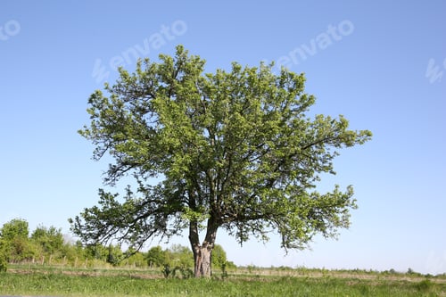 Preview: Beautiful tree growing outdoors on sunny day