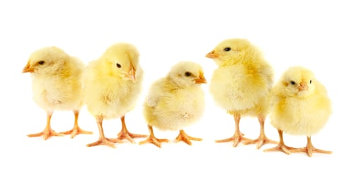 Preview: Cute fluffy chicks on white background. Baby animals