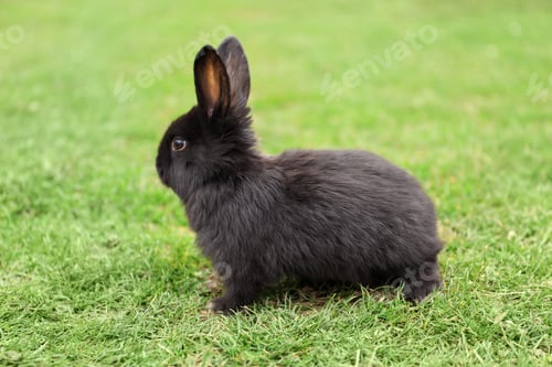 Preview: Cute black baby bunny on green grass outdoors