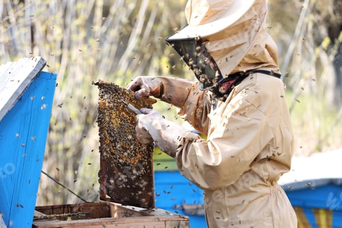 Preview: Beekeeper in protective suit working with honeycomb near beehive outdoors