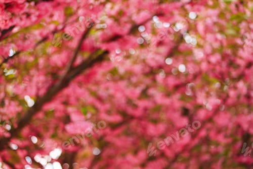 Preview: Blurred view of blossoming sakura trees in park, closeup