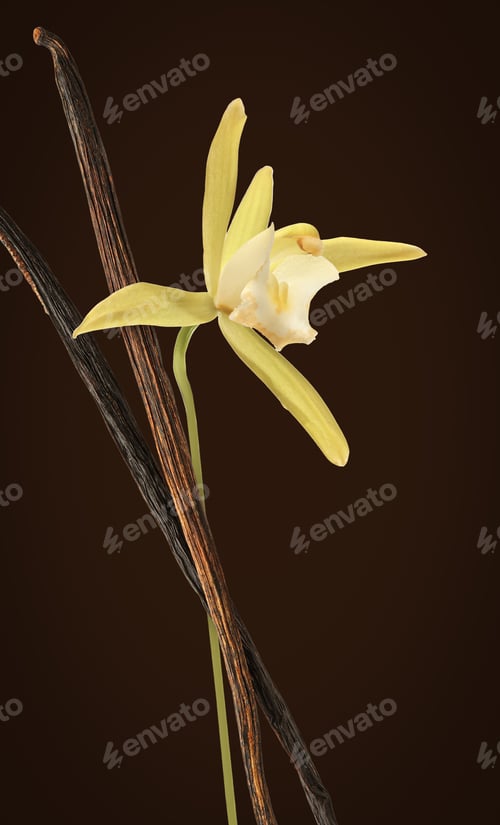 Preview: Vanilla flower and sticks on dark brown background