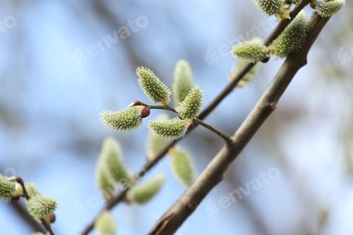 Preview: Willow branch with green catkins outdoors, closeup