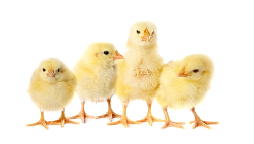 Preview: Cute fluffy chicks on white background. Baby animals