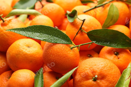 Preview: Many fresh ripe tangerines with green leaves and water drops as background, closeup