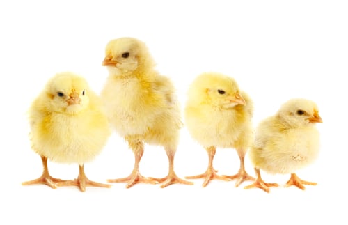 Preview: Cute fluffy chicks on white background. Baby animals