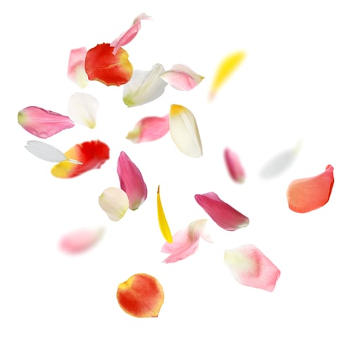 Preview: Petals of different flowers flying in air against white background