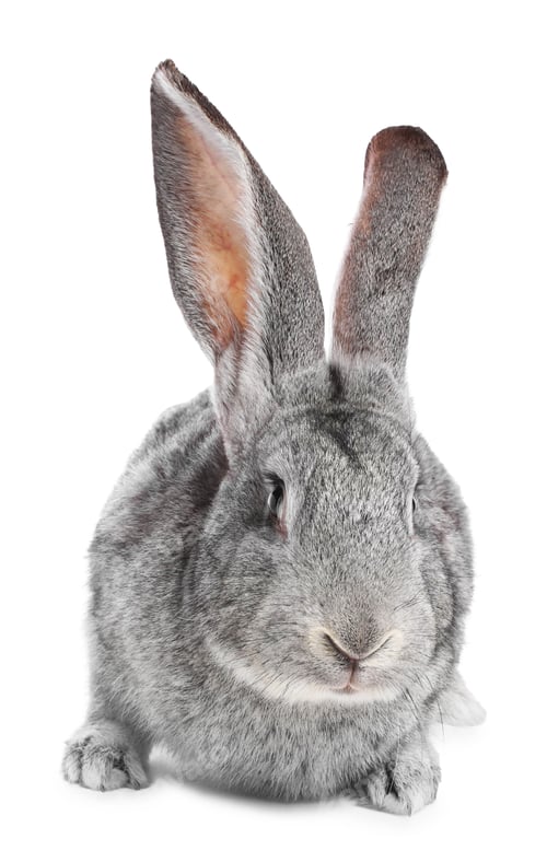 Preview: Cute fluffy Easter bunny isolated on white