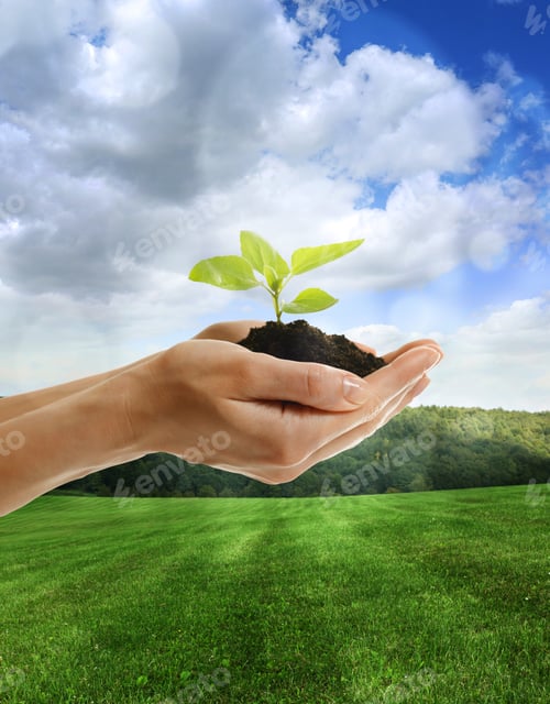 Preview: Woman holding soil with green sprout in field, closeup