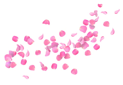 Preview: Pink rose petals flying in air on white background