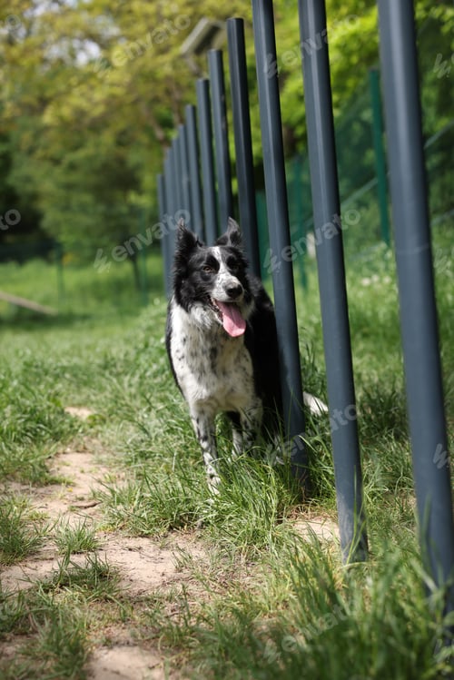Preview: Dog running through weaving poles at training ground
