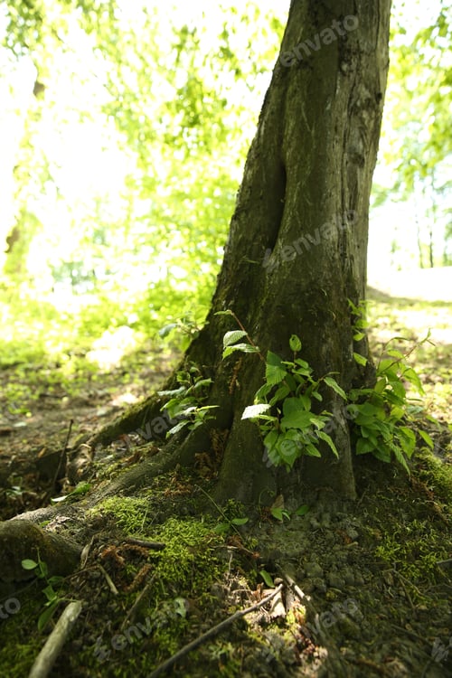 Preview: Tree trunk and roots in forest outdoors