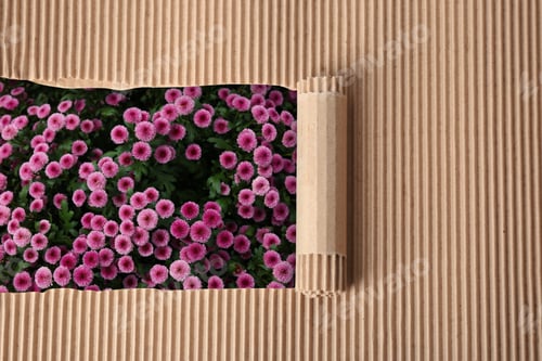 Preview: Beautiful pink chrysanthemum flowers, view through hole in torn corrugated carton