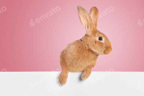 Preview: Cute fluffy rabbit behind white banner against pink background