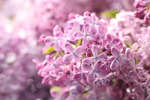 Preview: Many fresh lilac flowers against blurred background, closeup. Space for text