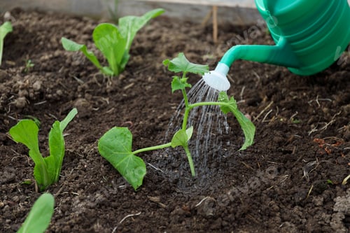 Preview: Watering small seedlings with green can, closeup