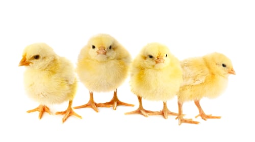 Preview: Cute fluffy chicks on white background. Baby animals