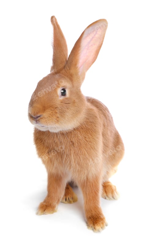Preview: Cute fluffy Easter bunny isolated on white