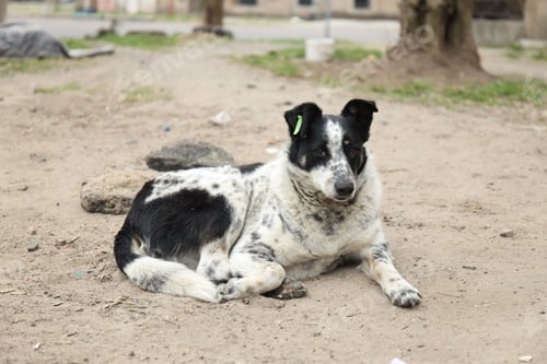 Preview: Homeless animal. Cute stray dog lying on ground outdoors