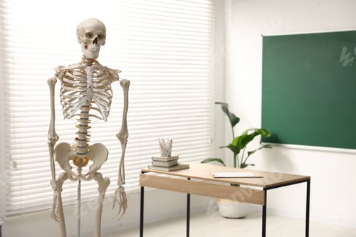 Preview: Human skeleton model in classroom. Anatomy lesson