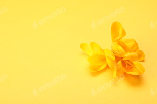 Preview: Beautiful crocus flowers on yellow background, closeup. Space for text
