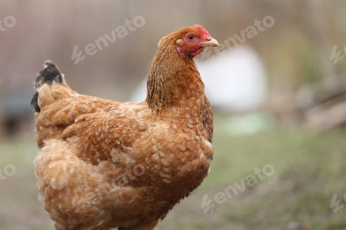 Preview: One cute hen on green grass outdoors, closeup