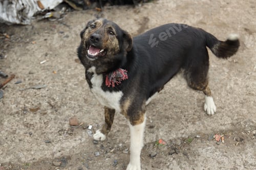 Preview: Homeless animal. Cute stray dog on ground outdoors