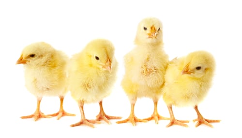 Preview: Cute fluffy chicks on white background. Baby animals
