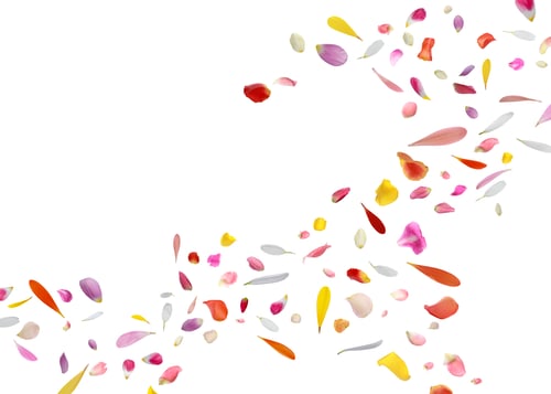 Preview: Bright petals of different flowers flying in air against white background