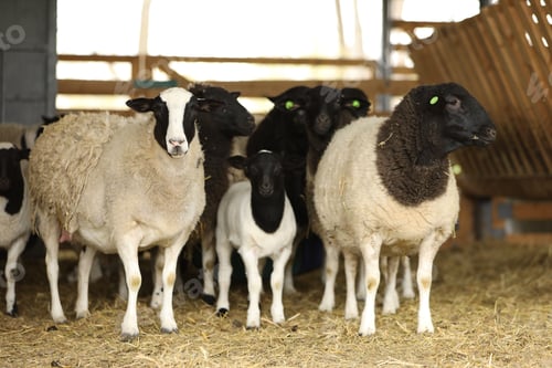 Preview: Many sheep in barn on farm. Cute animals