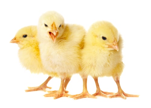 Preview: Cute yellow chicks on white background. Baby animals