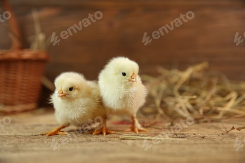 Preview: Cute chicks on wooden table. Baby animals