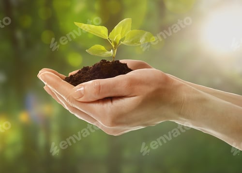 Preview: Woman holding soil with green sprout in nature, closeup